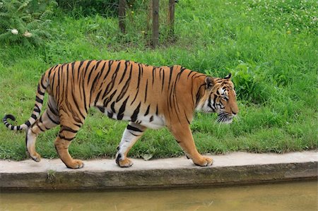 tiger is walking in the Prague ZOO Stock Photo - Budget Royalty-Free & Subscription, Code: 400-05165966