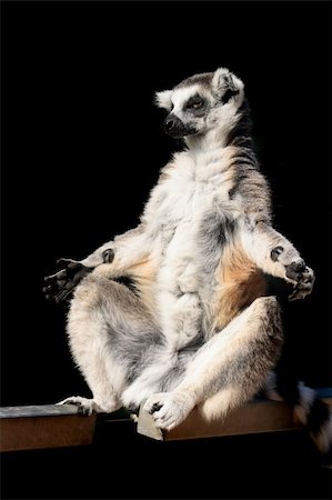 nice lemur monkey isolated on the black background Stock Photo - Budget Royalty-Free & Subscription, Code: 400-05165963