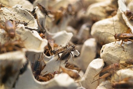 A lot of crickets. Shallow DOF with focus on only a few crickets Stock Photo - Budget Royalty-Free & Subscription, Code: 400-05166875