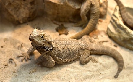 simsearch:400-05698814,k - A agamid  lizard crawling on sand. A Bearded Dragon (Pogona vitticeps). Shallow DOF Photographie de stock - Aubaine LD & Abonnement, Code: 400-05166876