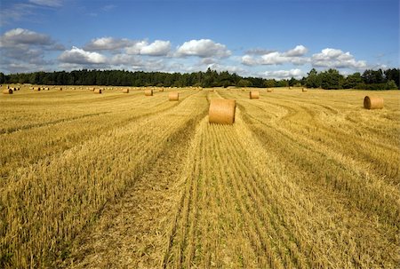 simsearch:400-04794343,k - Wheatfield with hay bales and blue sky Stock Photo - Budget Royalty-Free & Subscription, Code: 400-05167053