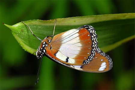 simsearch:400-07518693,k - Beautiful tropical butterfly is sitting on a green leaf Stock Photo - Budget Royalty-Free & Subscription, Code: 400-05169121