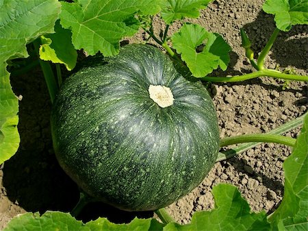 pumpkin fruit and his leafs - green pumpkin growing on the vegetable patch Stock Photo - Budget Royalty-Free & Subscription, Code: 400-05160497