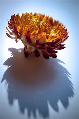 simsearch:400-05671297,k - An orange flower and shadow Stock Photo - Budget Royalty-Free & Subscription, Code: 400-05162431