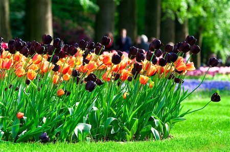 Flowers in the Keukenhof Park. The Netherlands Foto de stock - Super Valor sin royalties y Suscripción, Código: 400-05162565