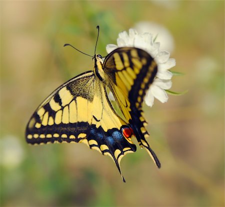 This striking butterfly is yellow with black wing and vein markings Stock Photo - Budget Royalty-Free & Subscription, Code: 400-05162897