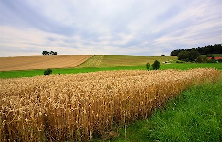 simsearch:400-05311898,k - Fields of Wheat at the end of summer, fully ripe Stock Photo - Budget Royalty-Free & Subscription, Code: 400-05162997