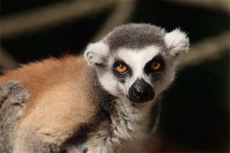 detail of face very nice lemur monkey Stock Photo - Budget Royalty-Free & Subscription, Code: 400-05163676