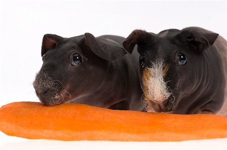 skinny guinea pigs with carrot on white background Stock Photo - Budget Royalty-Free & Subscription, Code: 400-05174794