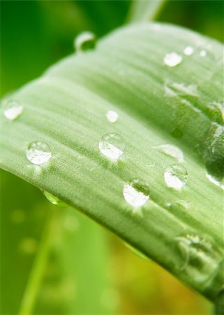 simsearch:400-04822803,k - summer time - detail of a water drops on plant Stock Photo - Budget Royalty-Free & Subscription, Code: 400-05174894