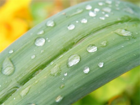 simsearch:400-05359029,k - summer time - detail of a water drops on plant Photographie de stock - Aubaine LD & Abonnement, Code: 400-05174891