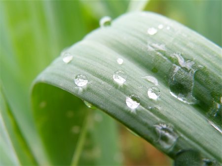 simsearch:400-04822803,k - summer time - detail of a water drops on plant Stock Photo - Budget Royalty-Free & Subscription, Code: 400-05174892