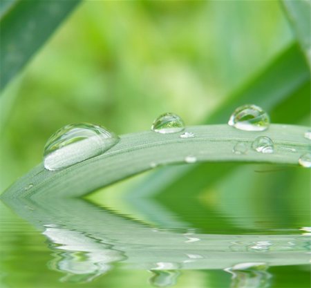 simsearch:400-05359029,k - summer time - detail of a water drops on plant Photographie de stock - Aubaine LD & Abonnement, Code: 400-05175491