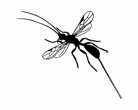 Braconid wasp Stock Photo - Budget Royalty-Free & Subscription, Code: 400-05176358