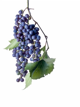simsearch:846-03166143,k - Grapes on the Vine Stock Photo - Budget Royalty-Free & Subscription, Code: 400-05177491