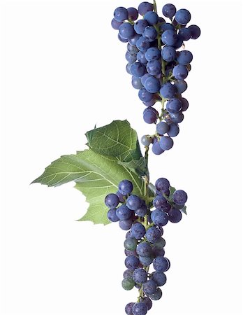 simsearch:846-03166143,k - Grapes on the Vine Stock Photo - Budget Royalty-Free & Subscription, Code: 400-05177493