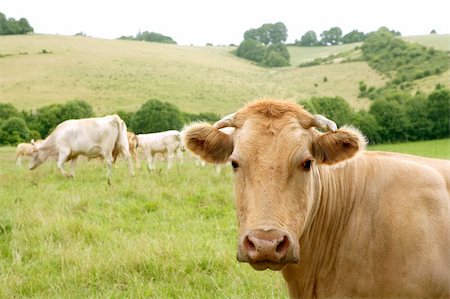 simsearch:400-05669603,k - Beige cows cattle  eating on the green grass meadow otudoor Photographie de stock - Aubaine LD & Abonnement, Code: 400-05178896