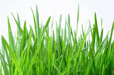 simsearch:400-05362449,k - Green grass on a white background Stock Photo - Budget Royalty-Free & Subscription, Code: 400-05179084