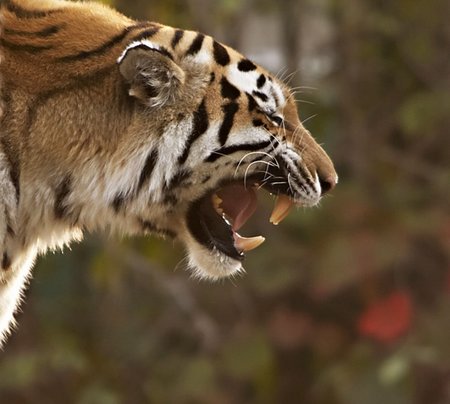 simsearch:400-04434649,k - Sumatran tiger - Panthera tigris sumatrae Stock Photo - Budget Royalty-Free & Subscription, Code: 400-05179170