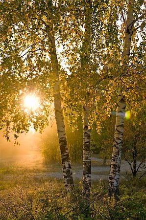 flower tree sunrise - birch trees  Sunshine in the green forest Stock Photo - Budget Royalty-Free & Subscription, Code: 400-05170427