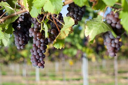 simsearch:846-05647552,k - a bunch of winegrapes on a large vineyard Stock Photo - Budget Royalty-Free & Subscription, Code: 400-05171393