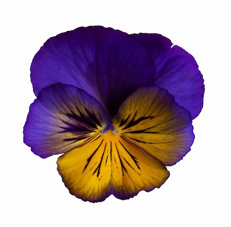 A frilly, dark purple and yellow pansy on a white background. Stock Photo - Budget Royalty-Free & Subscription, Code: 400-05184602