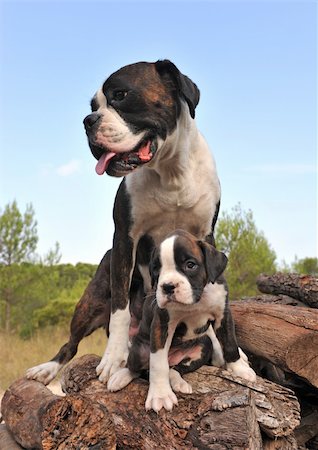 simsearch:400-07421530,k - mother and her puppy purebred german boxer Stock Photo - Budget Royalty-Free & Subscription, Code: 400-05186240