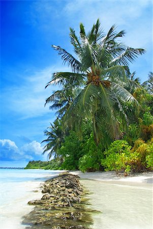 simsearch:400-05745636,k - Beutiful tropical beach in the Maldives with a coconut palms hanging over the sea and stone formation in the front Stock Photo - Budget Royalty-Free & Subscription, Code: 400-05187428