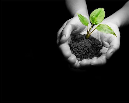 environmental theme - Plant between hands on black Stock Photo - Budget Royalty-Free & Subscription, Code: 400-05187520