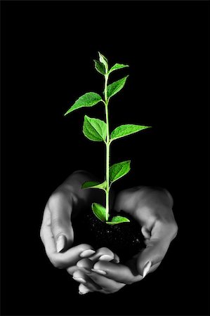 seed growing in soil - Young plant in hands on black background Stock Photo - Budget Royalty-Free & Subscription, Code: 400-05189307