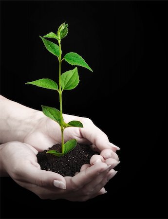 seed growing in soil - Young plant in hand on black background Stock Photo - Budget Royalty-Free & Subscription, Code: 400-05189308
