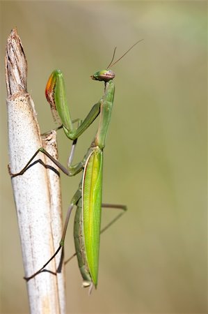 simsearch:400-04698964,k - Portrait of a Mantis religiosa on a straw Photographie de stock - Aubaine LD & Abonnement, Code: 400-05181214