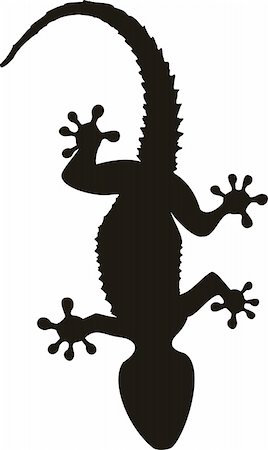 salamander - vector gecko tattoo isolated on withe background Stock Photo - Budget Royalty-Free & Subscription, Code: 400-05196752