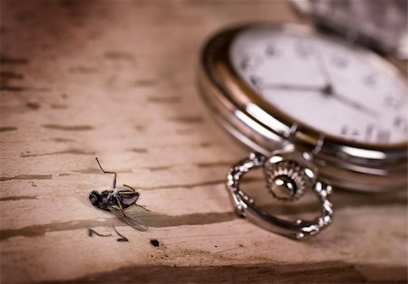 simsearch:600-01551669,k - Pocket watch and died fly Stock Photo - Budget Royalty-Free & Subscription, Code: 400-05197841