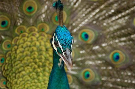 peacock pattern photography - peacock bird Stock Photo - Budget Royalty-Free & Subscription, Code: 400-05198604