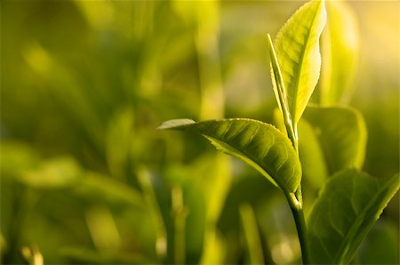 simsearch:400-05905687,k - green tea leaf early morning with ray of lights Stock Photo - Budget Royalty-Free & Subscription, Code: 400-05190798