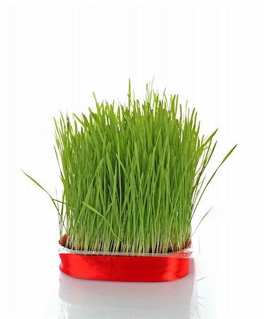 simsearch:400-05362449,k - Isolated green grass on white background Stock Photo - Budget Royalty-Free & Subscription, Code: 400-05192416