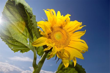 simsearch:400-05671297,k - Sunflower on deep blue sky Stock Photo - Budget Royalty-Free & Subscription, Code: 400-05192753