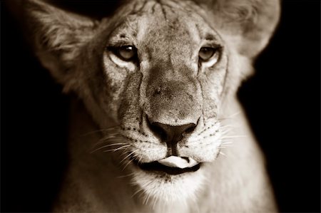 simsearch:400-04727848,k - Close-up portrait of a young lioness (Panthera Leo) Stock Photo - Budget Royalty-Free & Subscription, Code: 400-05193587
