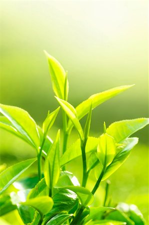 simsearch:400-05905687,k - Tea Leaf with Plantation in the Background (Morning) Stock Photo - Budget Royalty-Free & Subscription, Code: 400-05205299