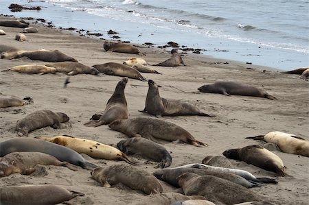 simsearch:400-04533218,k - Sea lions on Big Sur California West Coast Stock Photo - Budget Royalty-Free & Subscription, Code: 400-05205302
