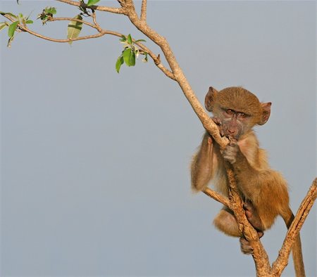 shy baby - baby baboon alone on a branch Stock Photo - Budget Royalty-Free & Subscription, Code: 400-05205630
