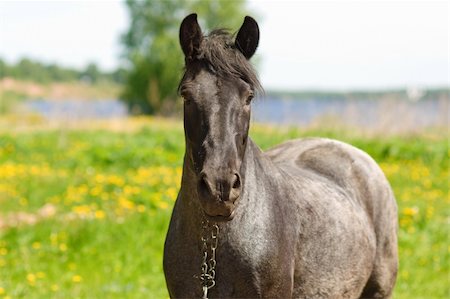 simsearch:400-05745462,k - portrait of the horse on meadow, focus on horse head Stock Photo - Budget Royalty-Free & Subscription, Code: 400-05207381