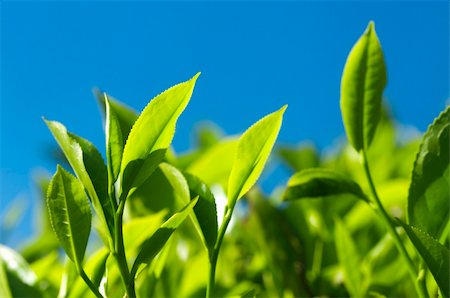 simsearch:400-05905687,k - Close up tea leaves with morning sunlight, Cameron Highland Malaysia. Stock Photo - Budget Royalty-Free & Subscription, Code: 400-05208165