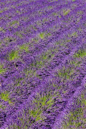 simsearch:400-05387304,k - lavender field, Plateau de Valensole, Provence, France Stock Photo - Budget Royalty-Free & Subscription, Code: 400-05208825