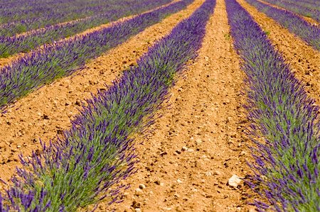 simsearch:400-05387304,k - lavender field, Plateau de Valensole, Provence, France Stock Photo - Budget Royalty-Free & Subscription, Code: 400-05208822