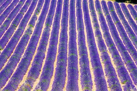 simsearch:400-05387304,k - lavender field, Plateau de Valensole, Provence, France Stock Photo - Budget Royalty-Free & Subscription, Code: 400-05208834