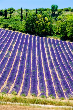 simsearch:400-05387304,k - lavender field, Plateau de Valensole, Provence, France Stock Photo - Budget Royalty-Free & Subscription, Code: 400-05208833