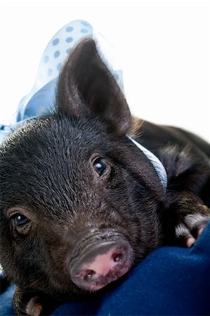 A tired pot bellied pig lying on a pillow with a blue ribbon around its neck Stock Photo - Budget Royalty-Free & Subscription, Code: 400-05209575