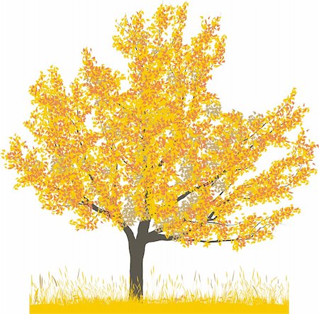 Vector illustration of cherry tree in autumn Stock Photo - Budget Royalty-Free & Subscription, Code: 400-05200584